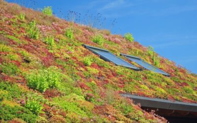Zelené strechy: budúcnosť ekologického bývania